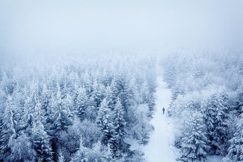 Silent Forest Strolls